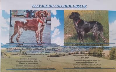 chiot Epagneul Breton Du Colchide Obscur